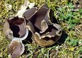 Sarcosphaera coronaria-amf2149-1